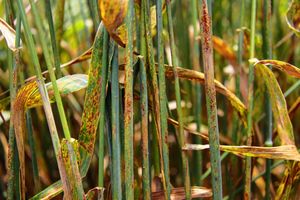 uploads/images/disease/Rust of wheat.jpg